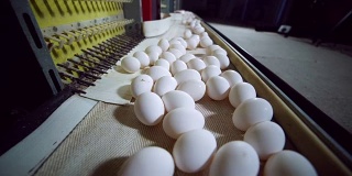 现代化家禽养殖场内的蛋类生产线