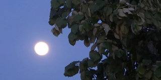 月亮在天空和树叶