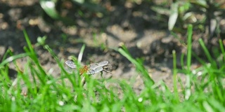 红蜻蜓飞舞