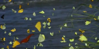 一大群蝴蝶在飞舞