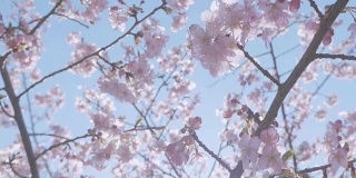 日本东京昭和纪念公园的河津樱花