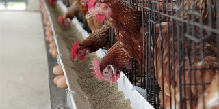 鸡蛋吃食物在农场与鸡蛋托盘。