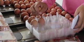 工人把鸡蛋放在包装上。