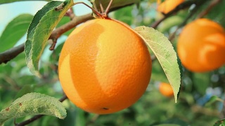 成熟的橘子在橘子树枝上视频素材模板下载