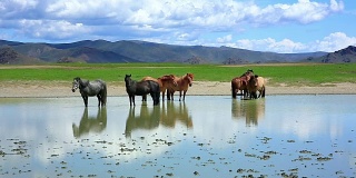 蒙古马在辽阔的蒙古草原上