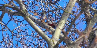 鸟在树上。蓝天前盛开的柳树。春天树上的鸟