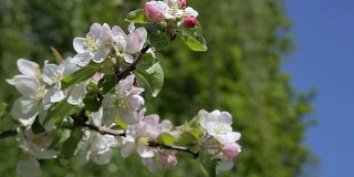 苹果树上美丽的花，春天的花-库存素材