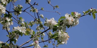 苹果树上美丽的花，春天的花。开花苹果树-库存素材