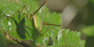 一只蟋蟀在植物的叶子中跳跃的镜头，分辨率为4k超高清