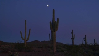 大仙人掌和愚蠢的月亮，在沙漠荒地在天黑后视频素材模板下载
