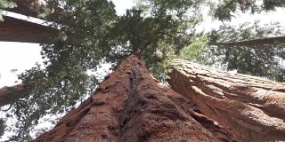 近距离观察:红杉国家公园里的巨大红杉树