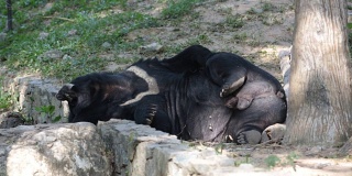 亚洲黑熊(黑熊)在地上玩耍
