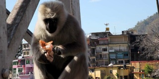 猴子在印度街头吃东西