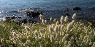 希腊卡桑德拉半岛爱琴海附近的风景，草木和野花