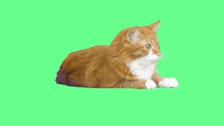红猫在绿色屏幕上喵喵叫视频素材模板下载