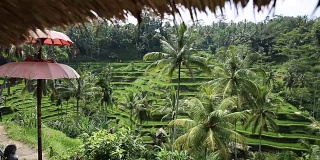 稻田，帕迪梯田，乌布，印度尼西亚巴厘岛