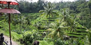 稻田，帕迪梯田，乌布，印度尼西亚巴厘岛