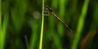 蜻蜓栖息在草地上，带着声音飞着