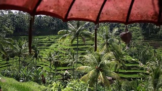 稻田，帕迪梯田，乌布，印度尼西亚巴厘岛视频素材模板下载
