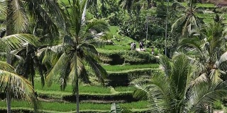 印度尼西亚巴厘岛，水稻田，水稻平台