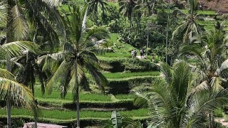 印度尼西亚巴厘岛，水稻田，水稻平台视频素材模板下载