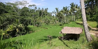 印度尼西亚巴厘岛，水稻田，水稻平台
