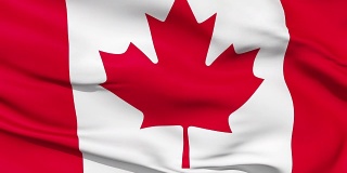 逼真的3d无缝环加拿大国旗在风中飘扬。