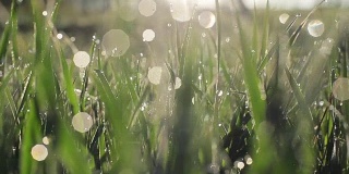 镜头缓慢地通过新鲜的春天的草地和清晨的露珠草地或院子-微距近模糊的虚景水气泡跟踪拍摄到右边