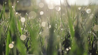 镜头缓慢地通过新鲜的春天的草地和清晨的露珠草地或院子-微距近模糊的虚景水气泡跟踪拍摄到右边视频素材模板下载