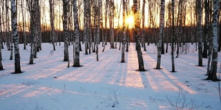 冬日森林里的日落