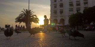 日落时分，一群鸽子在城市街道上吃东西
