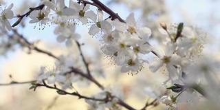 樱花和树枝在树的全景。花的特写镜头。