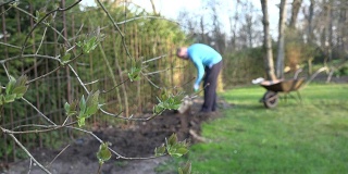 展开丁香枝和模糊的园丁挖掘土壤