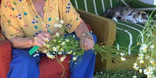 经验丰富的中医奶奶摘洋甘菊和虎斑猫