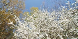 美丽盛开的梅树映衬着蓝天