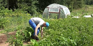 年轻人在自己的生态小花园里挖土豆种植收获