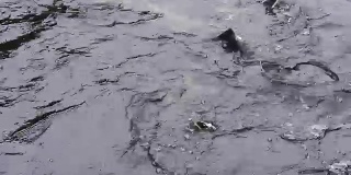 鲟鱼群在渔场的水中游动