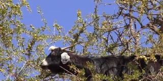 山羊正在吃摩洛哥坚果树