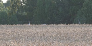 一对普通的鹤鸟在农村麦田里