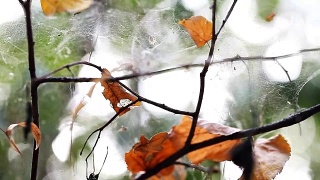 森林里的蜘蛛网特写视频素材模板下载