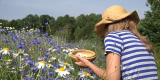夏季田野里，女草药师在矢车菊中间采摘雏菊