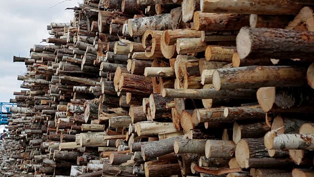 砍伐的树木，木材生产，原材料