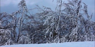 山坡上结了冰的树