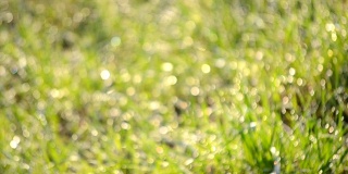 朦胧的散景背景绿草，露珠