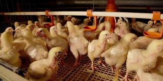 集约化工厂化养殖的小鸡肉鸡房