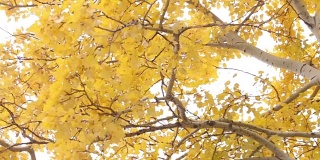 树上有黄色的叶子。秋季的一天。近距离