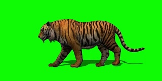老虎在绿色的屏幕上行走