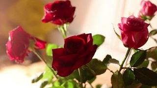 玫瑰花束摄影视频素材模板下载