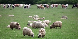 一群羊和牛