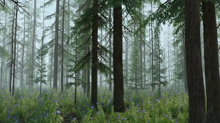 魔法森林-雾版视频素材模板下载